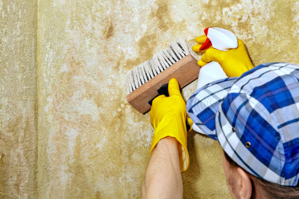 Best Biohazard Mold Removal  in USA